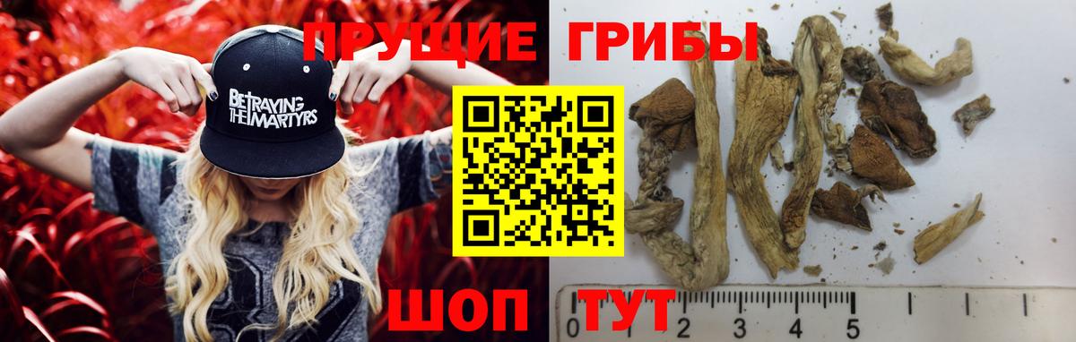 Галлюциногенные грибы Psilocybine cubensis Люберцы